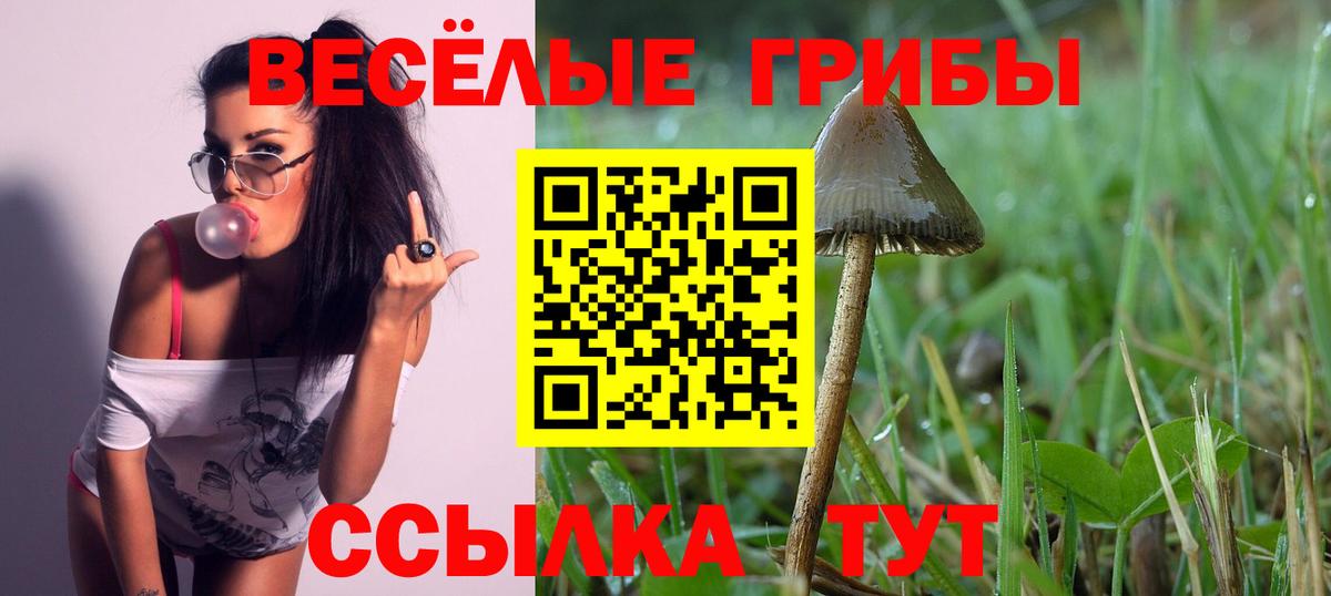 Галлюциногенные грибы Psilocybe Белово